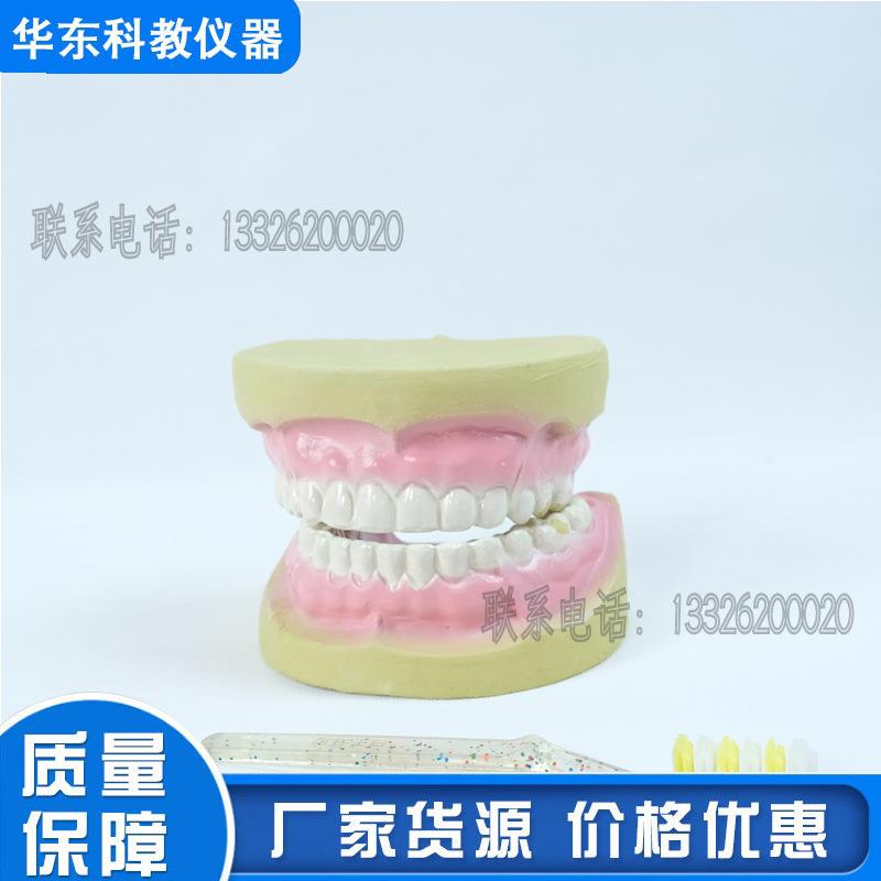 儿童牙齿模型 小学教学模型演示用