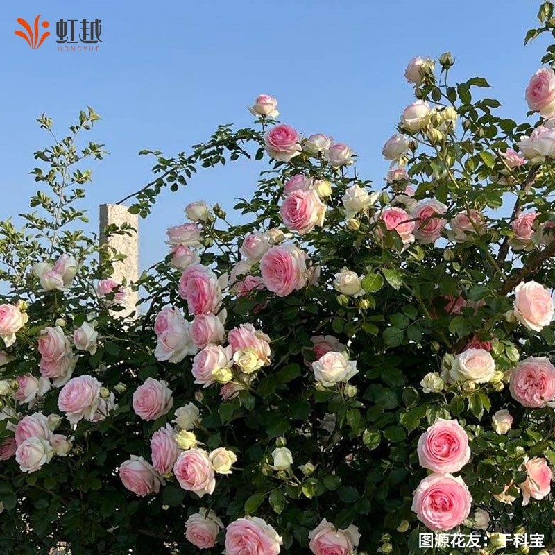 蓝色阴雨龙沙宝石爬墙藤本灌木大花浓香月季小苗大盆栽