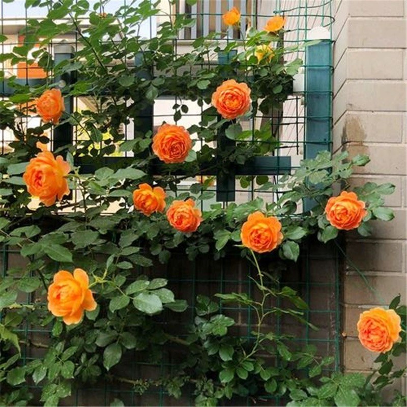 蜂蜜焦糖藤本月季花大苗盆栽阳台庭院四季开花卉爬藤蔷薇玫瑰抗病