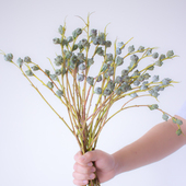 国产桉树尤加利果鲜花云南直发家用水养绿植插花可做干花情人节