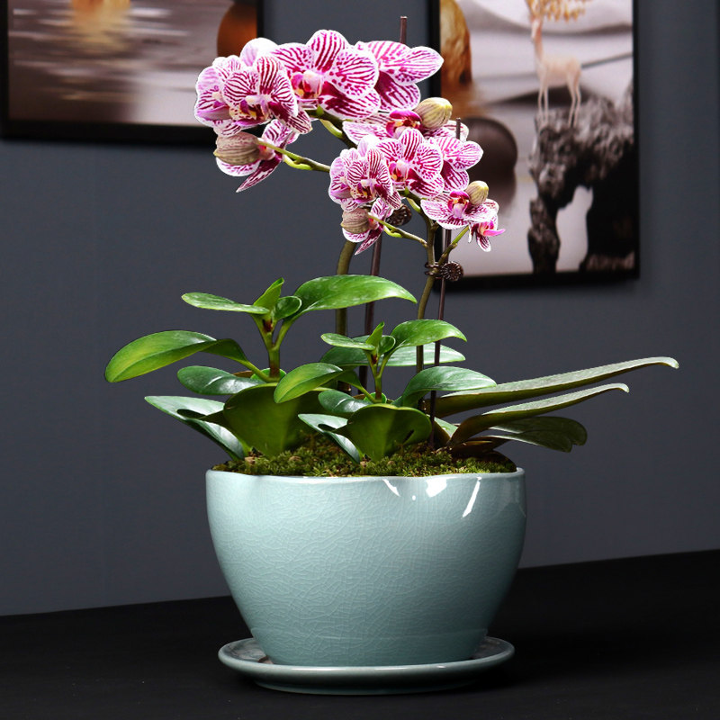 简约桌面文竹花盆陶瓷大多肉绿植蝴蝶兰盆栽青瓷手绘中国风哥窑盆,鲜花速递/花卉仿真/绿植园艺,花盆,淘宝优惠券,粉丝福利购,淘宝优惠卷