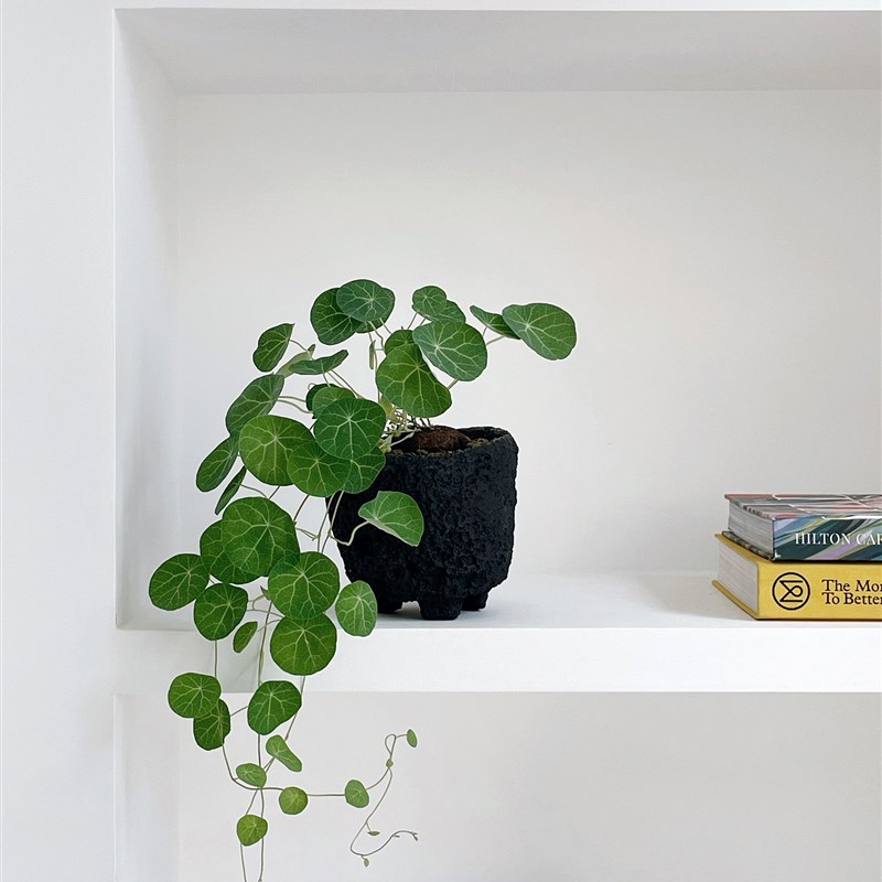 植物私生活 山乌龟圆叶招财龟块根植物桌面好玩有趣植物盆栽