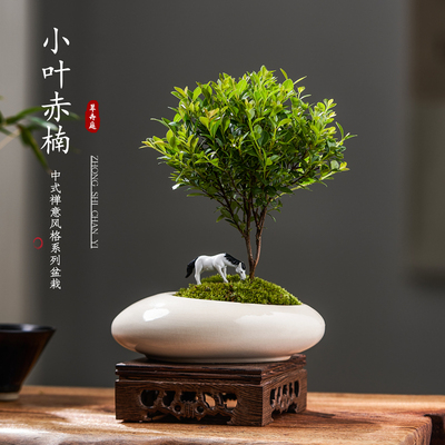 小叶赤楠盆栽室内绿植花卉盆景客厅办公室桌面摆件好养植物树苗