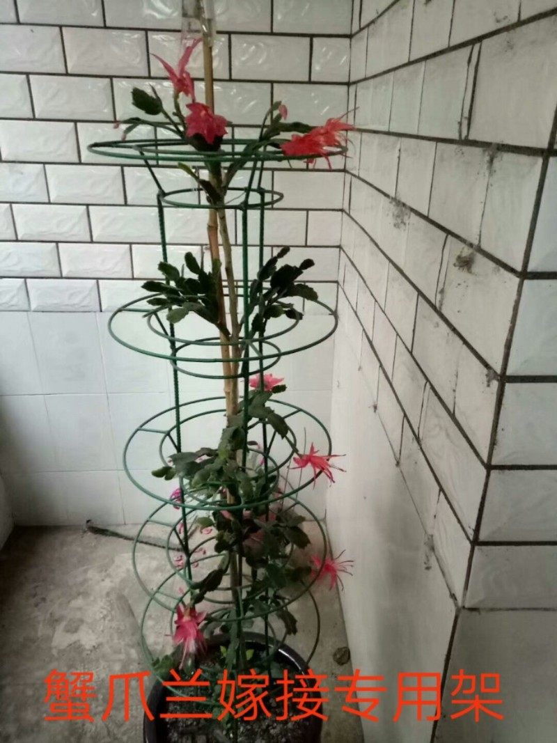 新款蟹爪兰莲花架支架支撑叶仙嫁接简约组装结实园艺多层钢筋制作