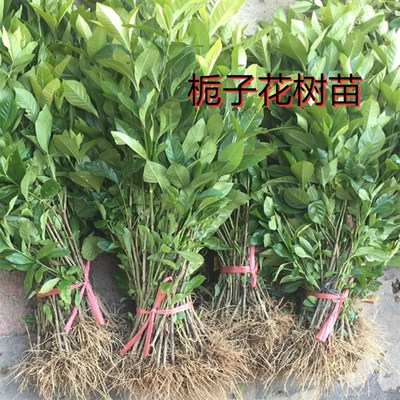 栀子花树苗枝枝花庭院木本植物办公室浓香型四季绿植盆栽室内花卉