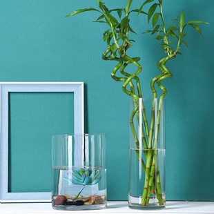 龟背竹春羽专用水培花瓶容器透明玻璃花瓶插花瓶圆柱形高透描金