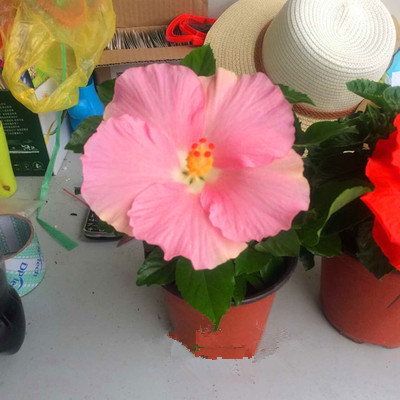 扶桑花盆栽木槿大花重瓣大花朱瑾四季常青植物当年开阳台室内绿植