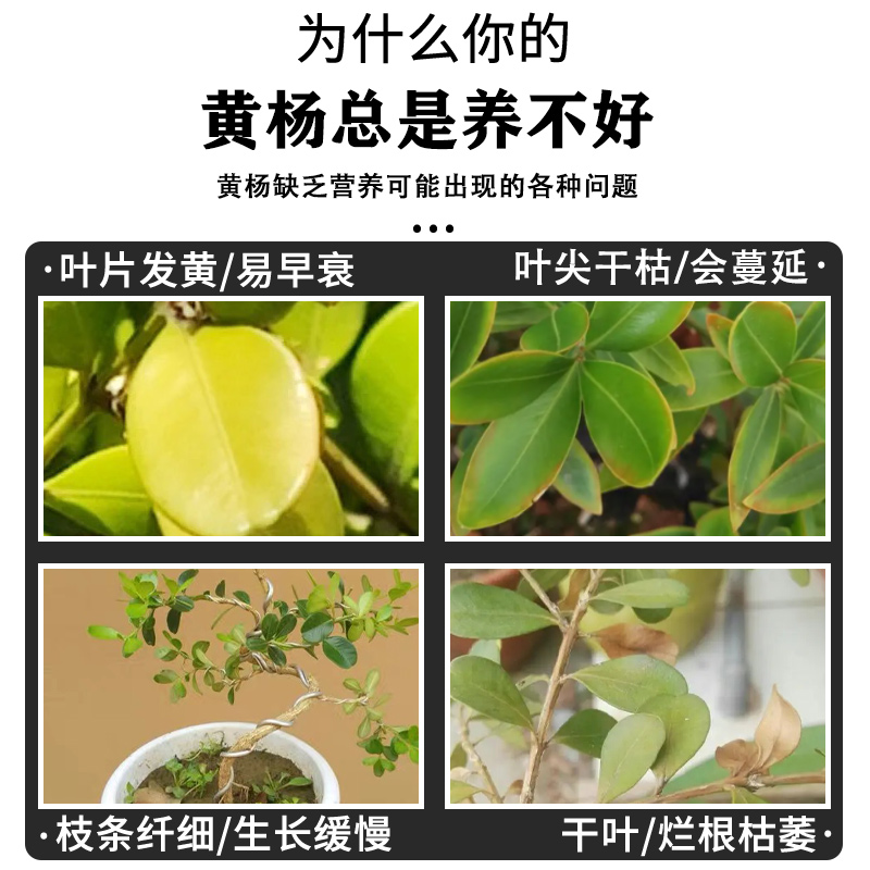 黄杨专用肥料营养液雀舌黄杨瓜子黄杨树苗盆景专用肥料黄杨木肥料
