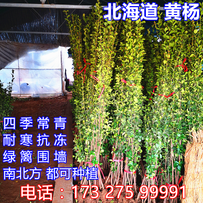 围墙篱笆植物大叶北海道黄杨苗冬青树苗四季常青耐寒庭院绿篱树苗