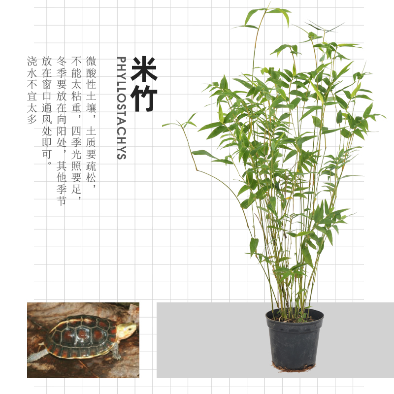 黄缘专用饲养箱生态造景环境植物半水龟安缘缸垫材装饰
