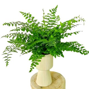 吉姆蕨盆栽网红蕨类植物办公室绿植室内欧洲蕨平安蕨宝石蕨铁线蕨