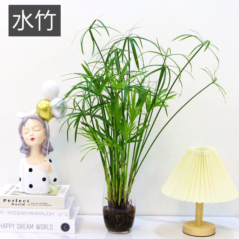 水培植物米竹室内盆栽富贵竹办公室盆景桌面绿植金明竹子四季常青