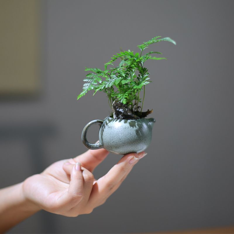 迷你狼尾蕨盆栽小型桌面绿植净化空气好养蕨类植物办公桌面耐阴
