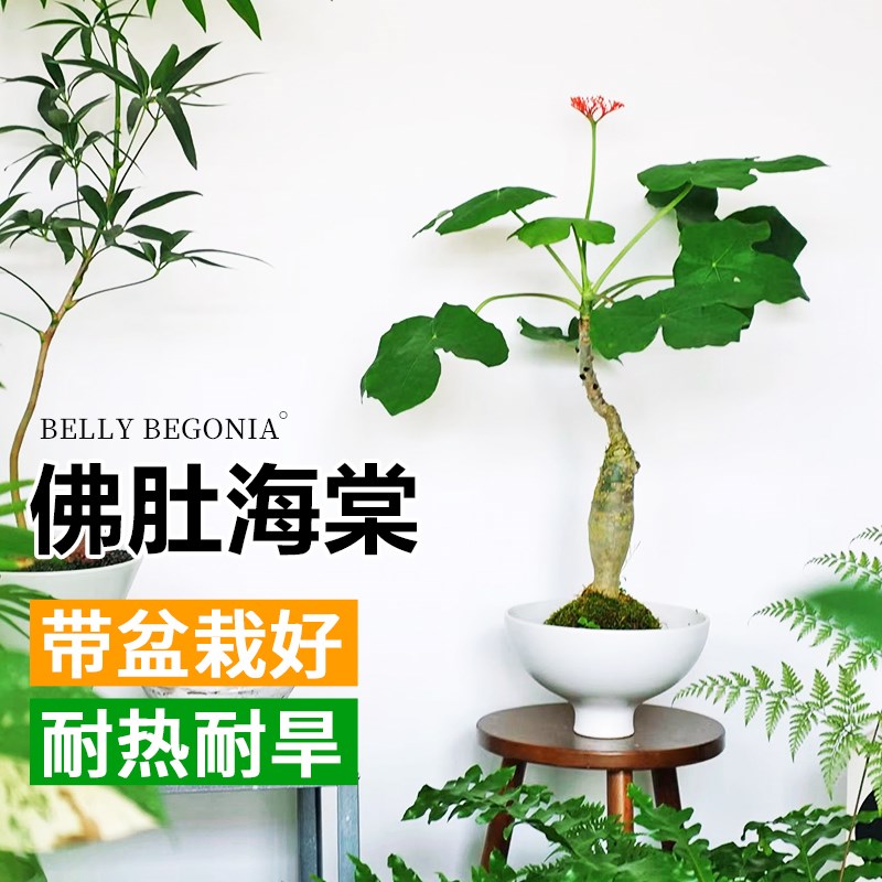 佛肚海棠花盆栽室内客厅桌面好养活花卉植物四季开花绿植老桩树苗