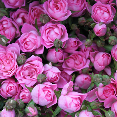 天河繁星月季 灌木多头多季开迷你玫瑰荷花型阳台花卉 四季开