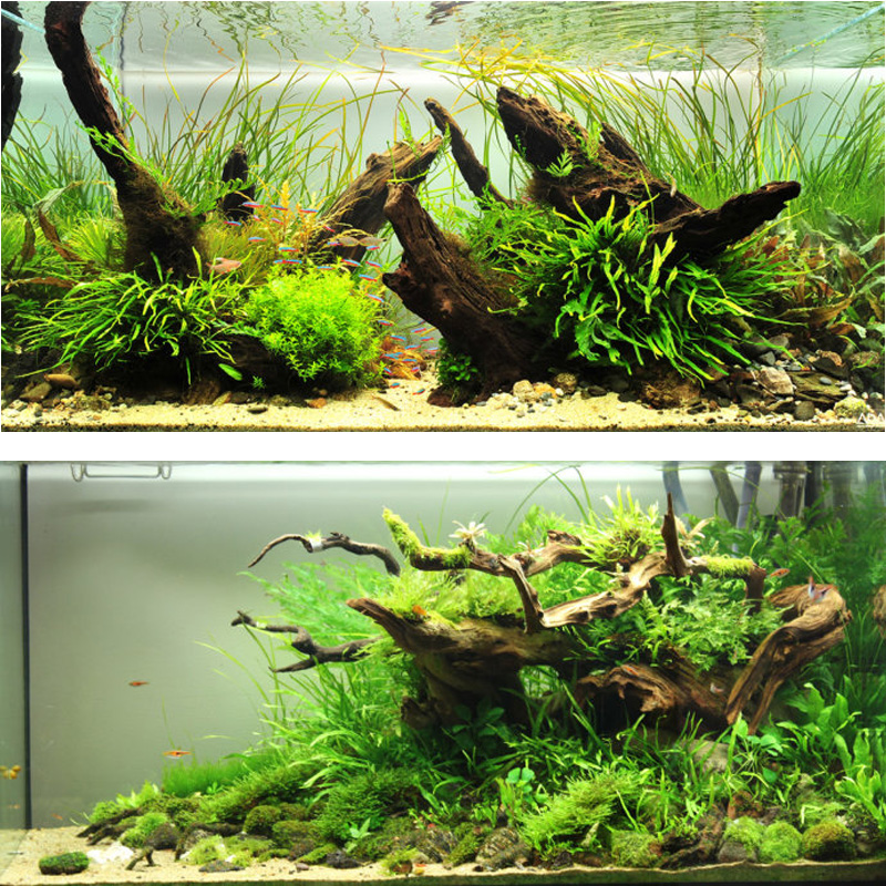 紫柚木精品鱼缸造景沉木大号大型摆件拱桥型树根树桩爬宠躲避攀爬