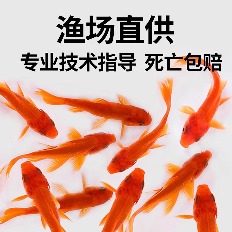 金鱼活鱼苗冷水红草金观赏鱼小型淡水好养活鱼养殖生态小鱼缸泰狮
