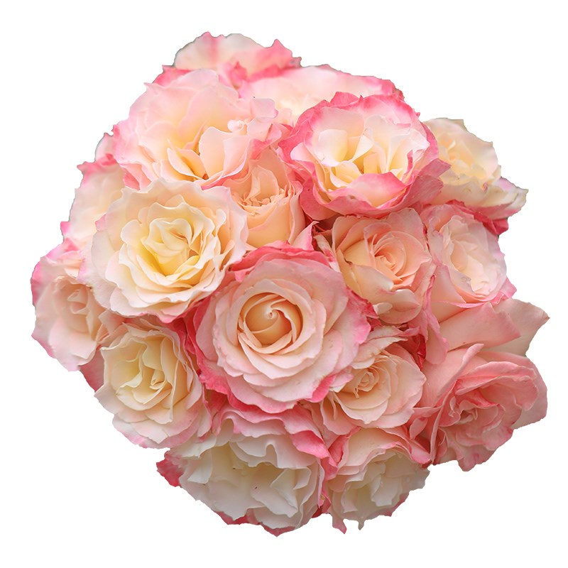 海蒂的花园六翼天使河本月季勤花抗病灌木花卉阳台庭院植物盆栽苗