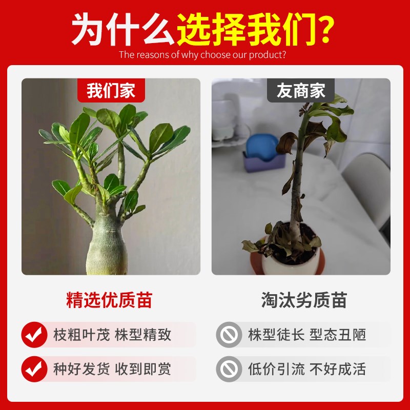 沙漠玫瑰多肉植物组合盆栽绿植花卉冷门稀有老桩重瓣带花苞天宝花