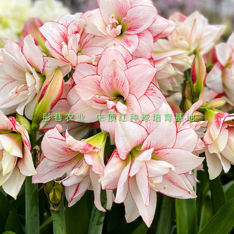 朱顶红专用土球根花卉培植土弱酸性种球通用型营养土养花特配热销,鲜花速递/花卉仿真/绿植园艺,介质/营养土,淘宝优惠券,粉丝福利购,淘宝优惠卷