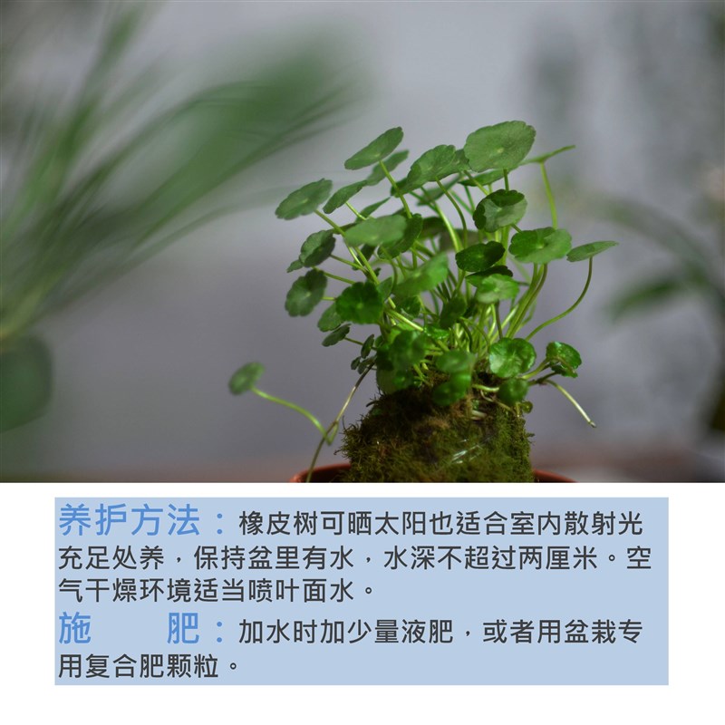 铜钱草水培苔藓苔玉球鱼缸水陆缸龟缸造景植物易养耐湿绿植盆栽