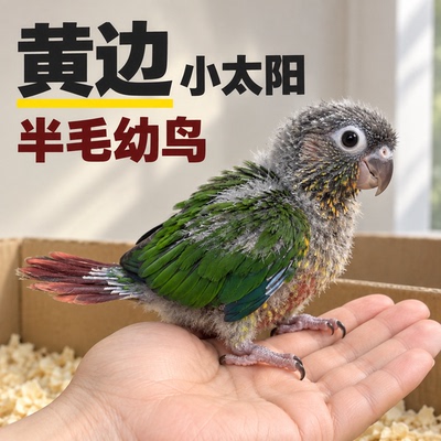 手养亲人小太阳鹦鹉中小型宠物鸟
