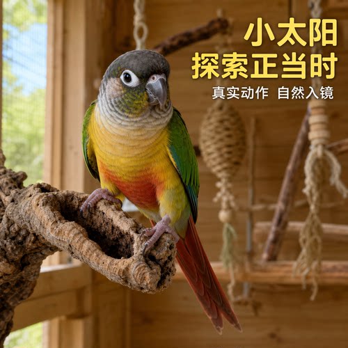 小鹦往前冲绿颊锥尾小太阳鹦鹉