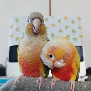 小太阳鹦鹉活鸟会说话手养