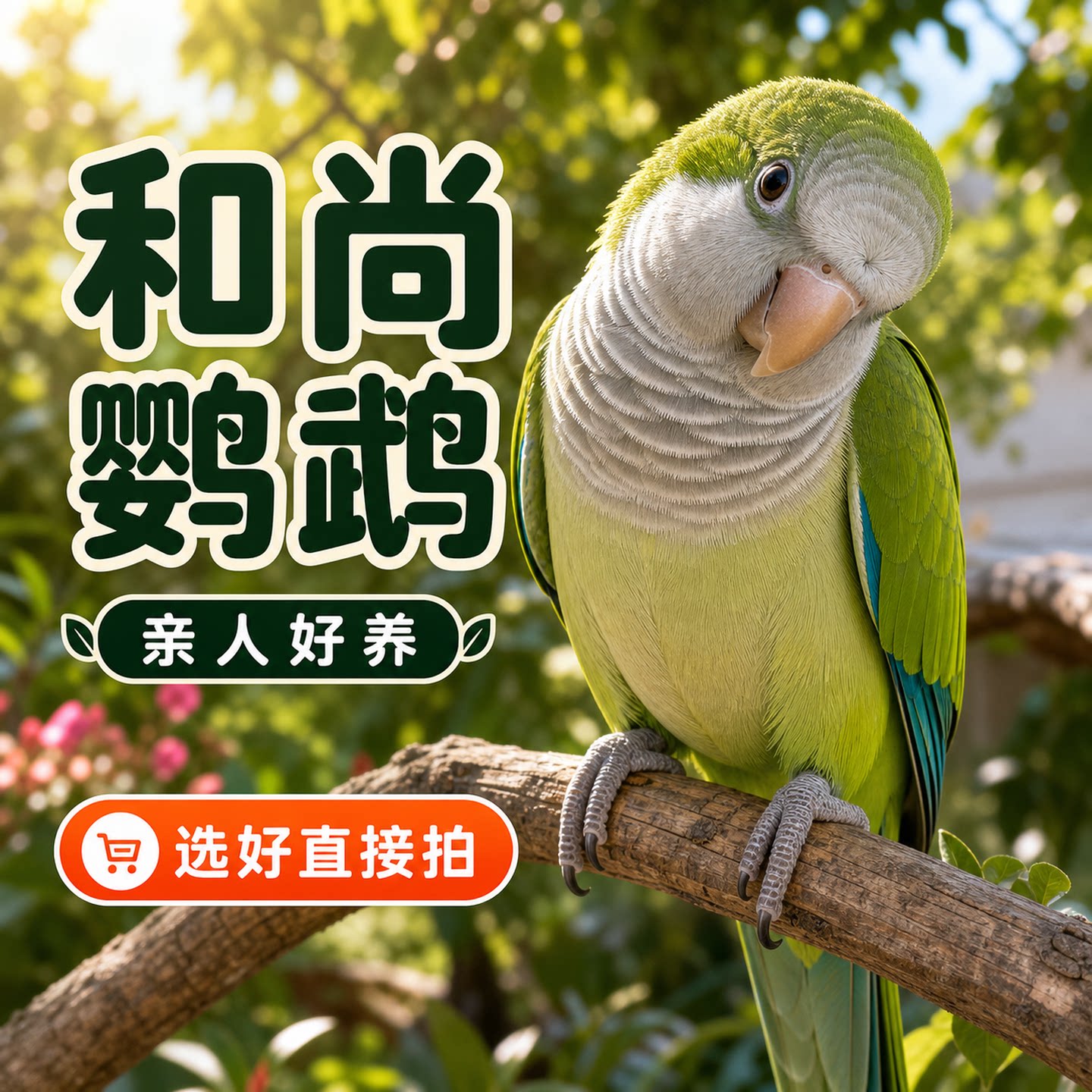 小鹦往前冲和尚鹦鹉活体好养