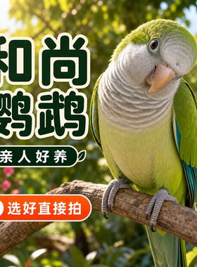 小鹦往前冲和尚鹦鹉活体好养
