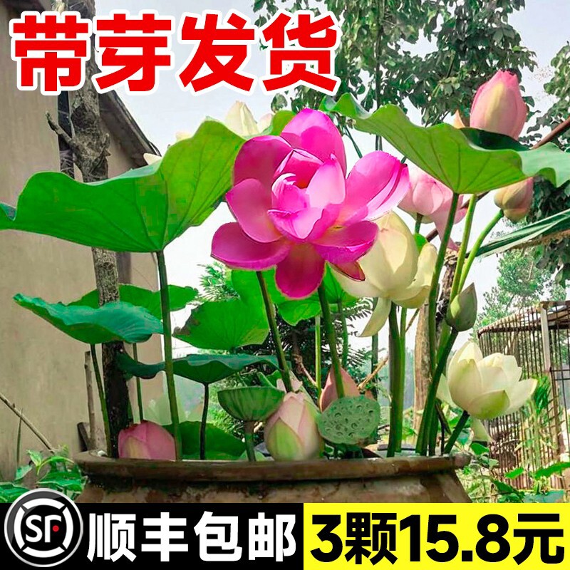 观赏荷花藕种盆栽水养莲花池塘莲藕苗水培植物花卉睡莲碗莲花种子