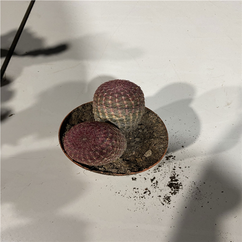 仙人球精品红太阳紫太阳多肉植物桌面花卉盆栽