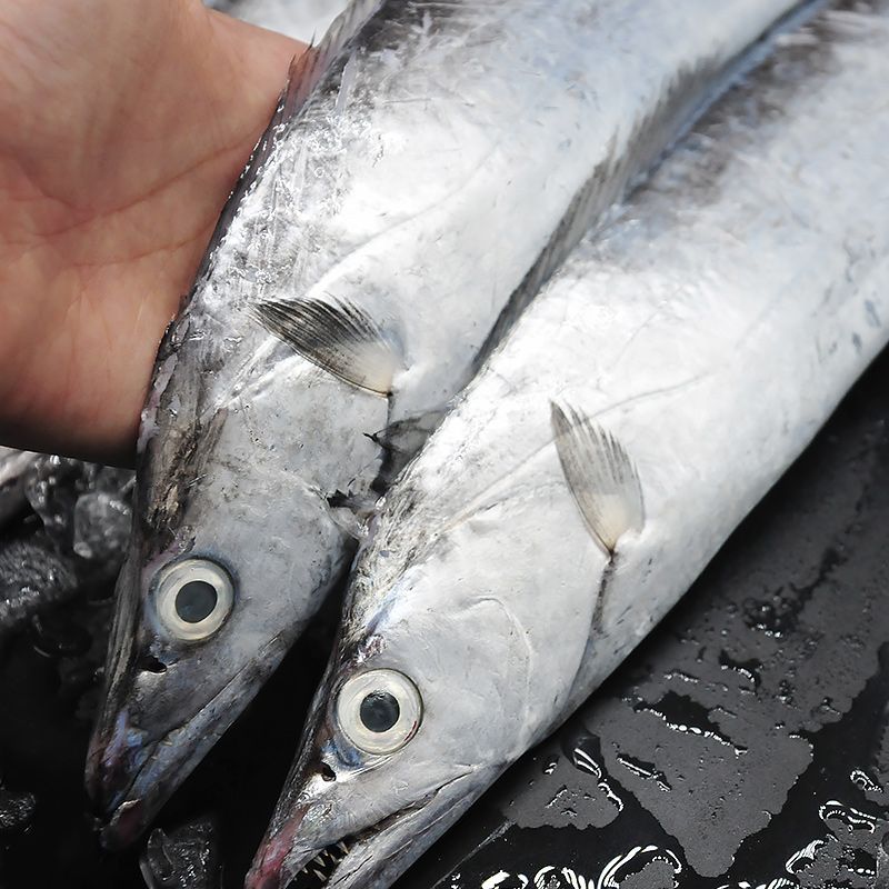 新货青岛带鱼新鲜冷冻海鱼海鲜特大野生大带鱼整箱整条大号刀鱼