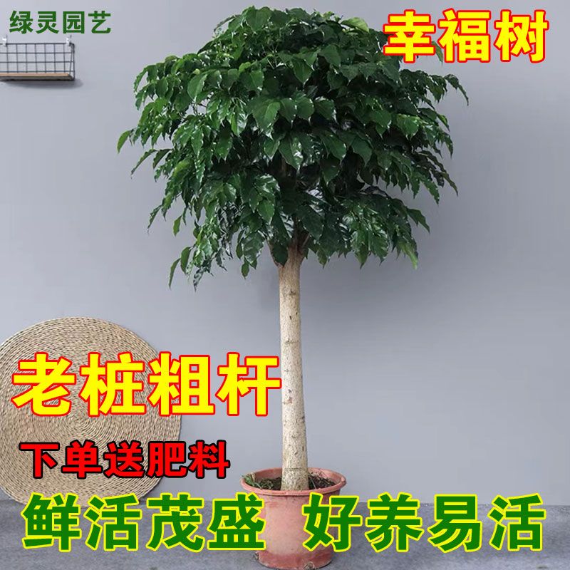 造型幸福树大型盆栽绿宝植物室内客厅办公室吸甲醛净化空气大老桩