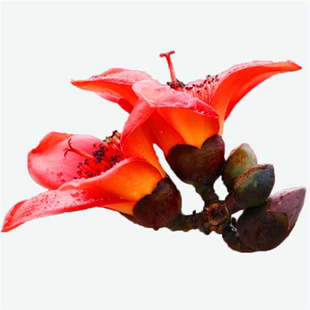 木棉花树苗庭院风景树苗英雄花攀枝花工程绿化名贵盆栽地栽花树苗