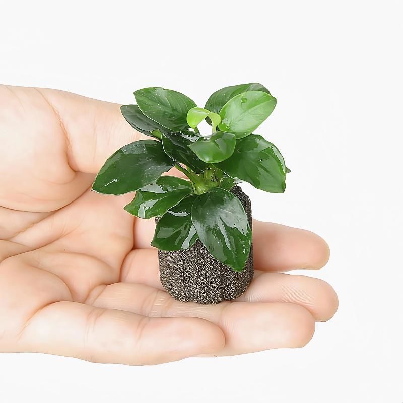 生态瓶迷你鱼缸袖珍水榕沉木树造景摆饰水草斗鱼定植水草摆件