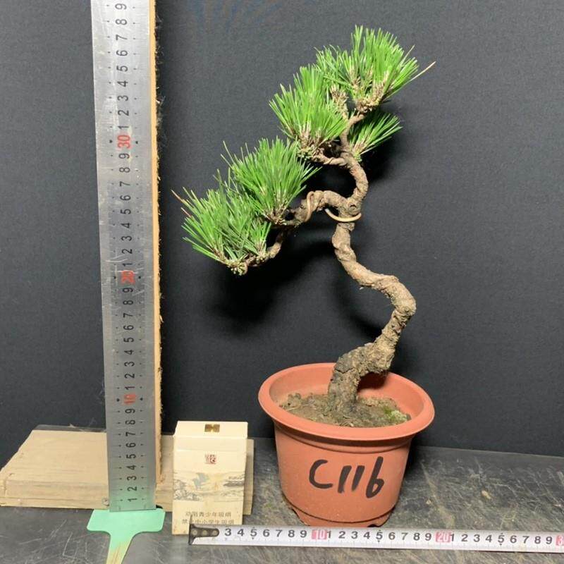 黑松短针暴皮老盆精品练手素材矮霸新品盆栽盆景籽播提根阳台绿植
