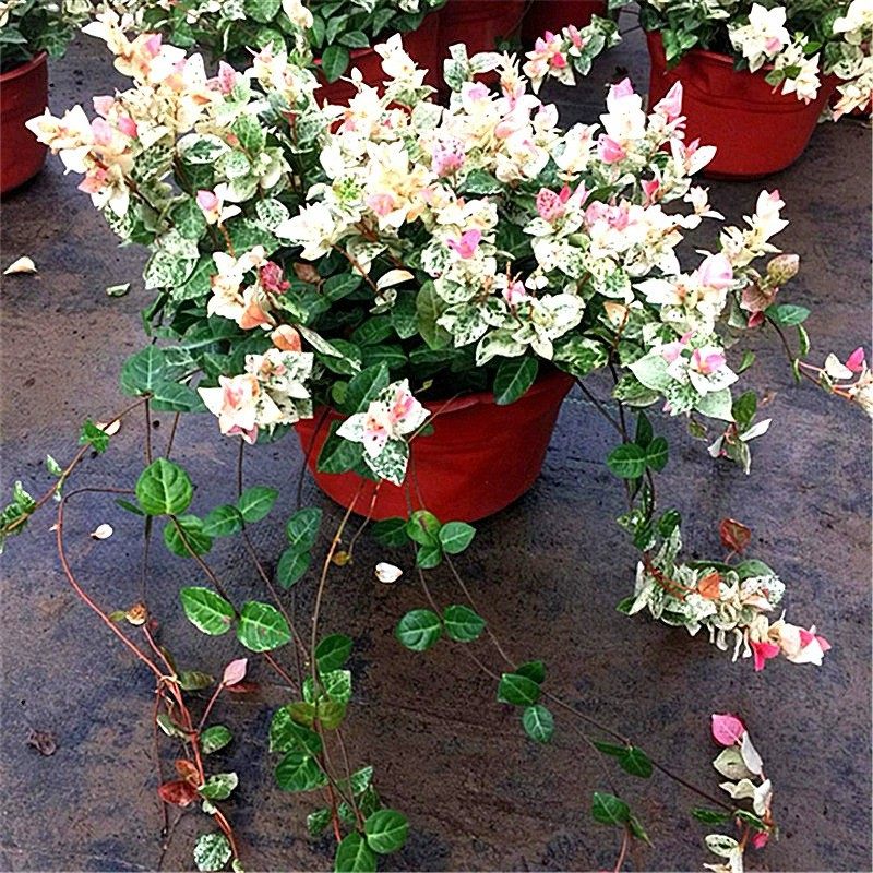 花叶络石黄金彩叶络石花苗盆栽吊兰四季垂吊爬藤植物室内阳台,鲜花速递/花卉仿真/绿植园艺,造型盆景,淘宝优惠券,粉丝福利购,淘宝优惠卷