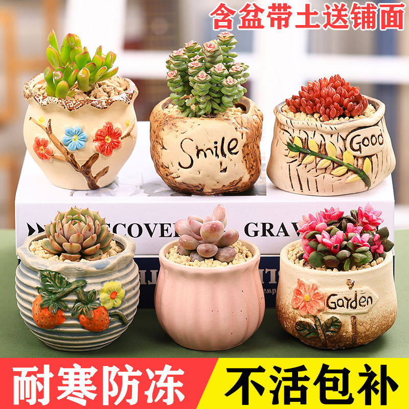 多肉植物组合桌面室内小盆栽含陶瓷花盆土老桩玉露桃蛋肉肉植物