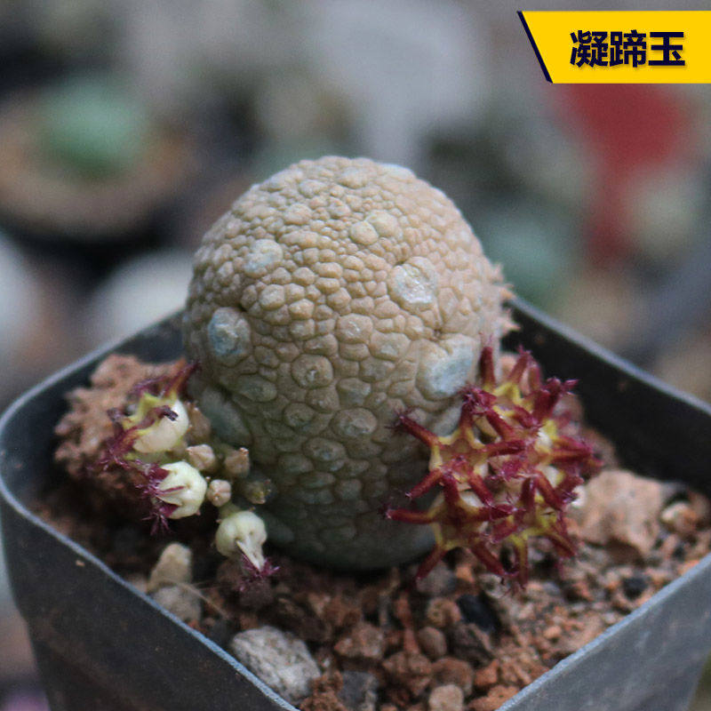 凝蹄玉萝藦科多肉植物稀有进口无刺开花美观实生仙人球阳台盆栽