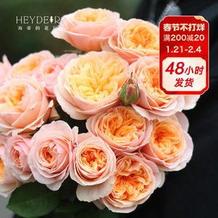 海蒂的花园 切花朱丽叶奥斯汀灌木月季欧月勤花阳台花卉盆栽