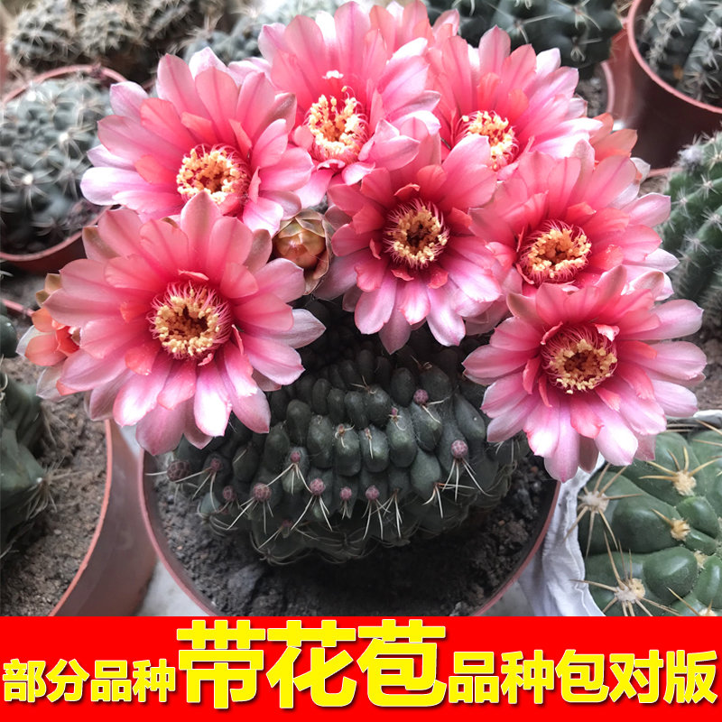 开花仙人球带花苞盆栽多肉植物防辐射阳台办公室绿植仙人掌绯