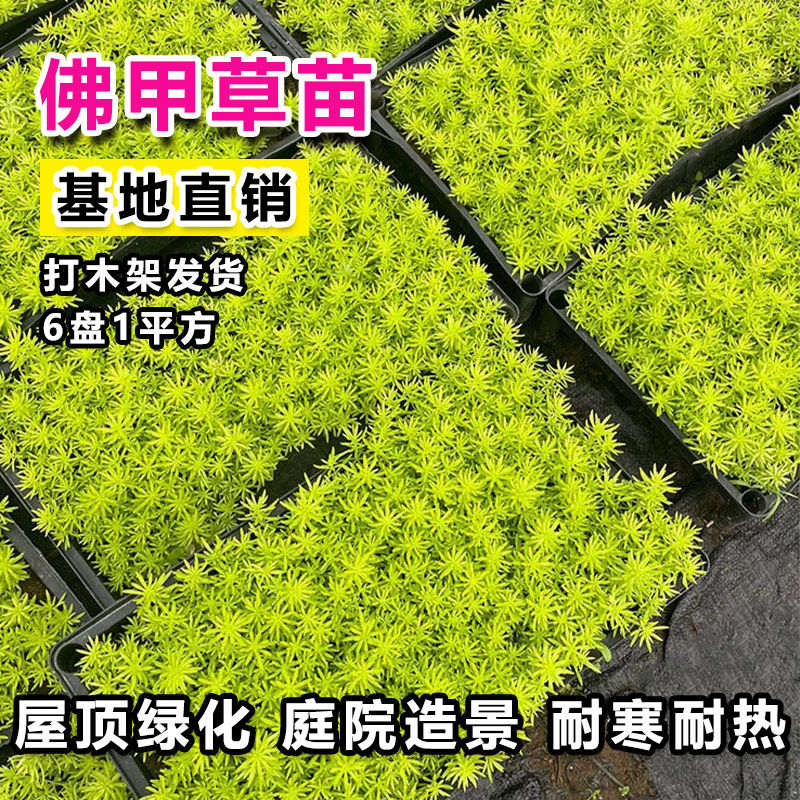 佛甲草苗黄金金叶佛甲草草皮过路黄姬岩垂草中华景天耐寒地被