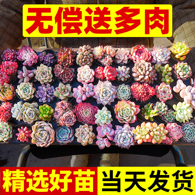 多肉植物室内小盆栽精组合玉露含盆带土肉肉大颗株好养花卉
