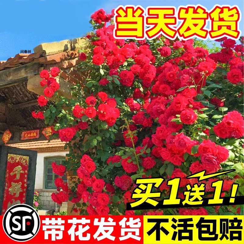 红木香花苗爬藤植物四季开花黄白木香树苗盆栽庭院爬墙甜蜜木