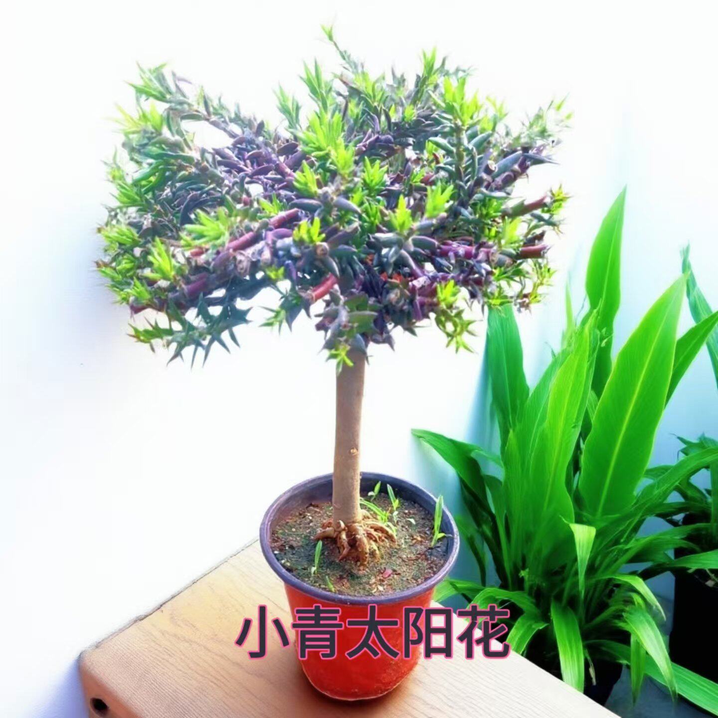 宿根重瓣太阳花老桩玫红王太阳花老桩带盆多色太阳花枝条花卉
