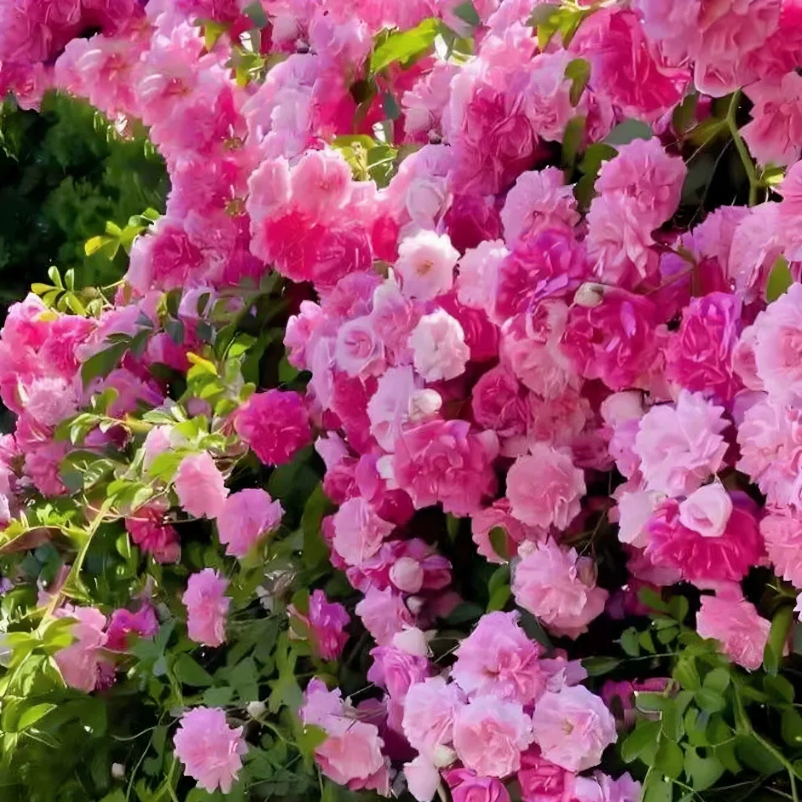 【下单立减50】缠枝牡丹花根带芽种根重瓣花苗粉色春化芽尖QC