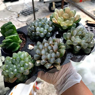 玉露十二卷盲盒套餐 办公室绿植 多肉植物 室内好养包邮