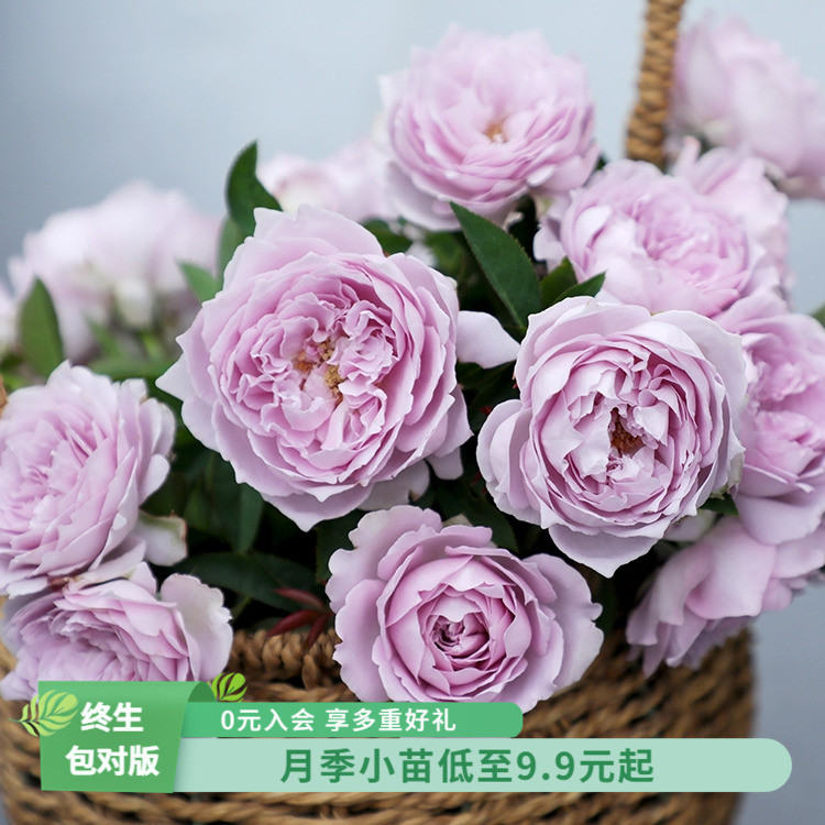 天狼月季盆栽小苗家庭园艺庭院好养花卉绿植胭脂扣莫奈海神王真宙图片