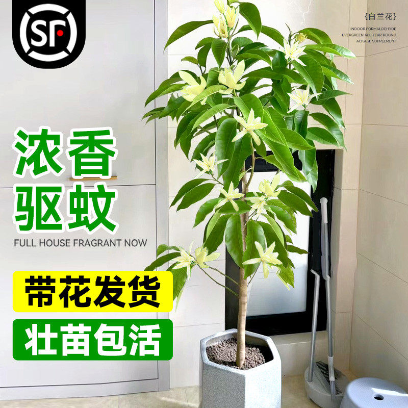 玉兰花树苗带花苞白兰花大树黄角兰耐寒盆栽室内外四季花卉绿植物